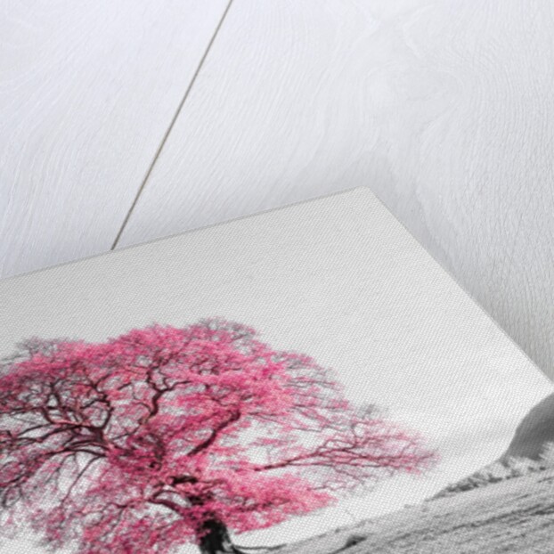 Tree on a hill by Assaf Frank